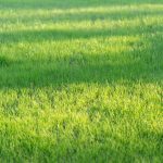 jenis rumput