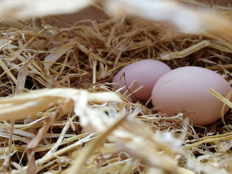 Bisnis ternak ayam petelur