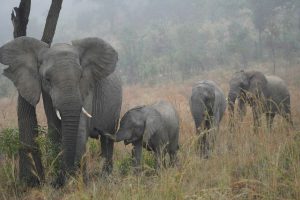 spesies gajah