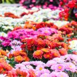 Tips menanam bunga hias