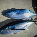 Manfaat ikan tuna