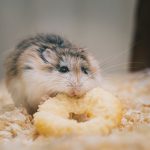 Makanan hamster