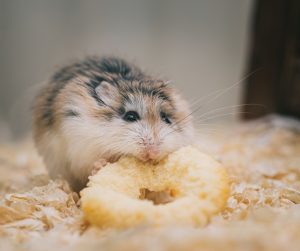 Makanan hamster