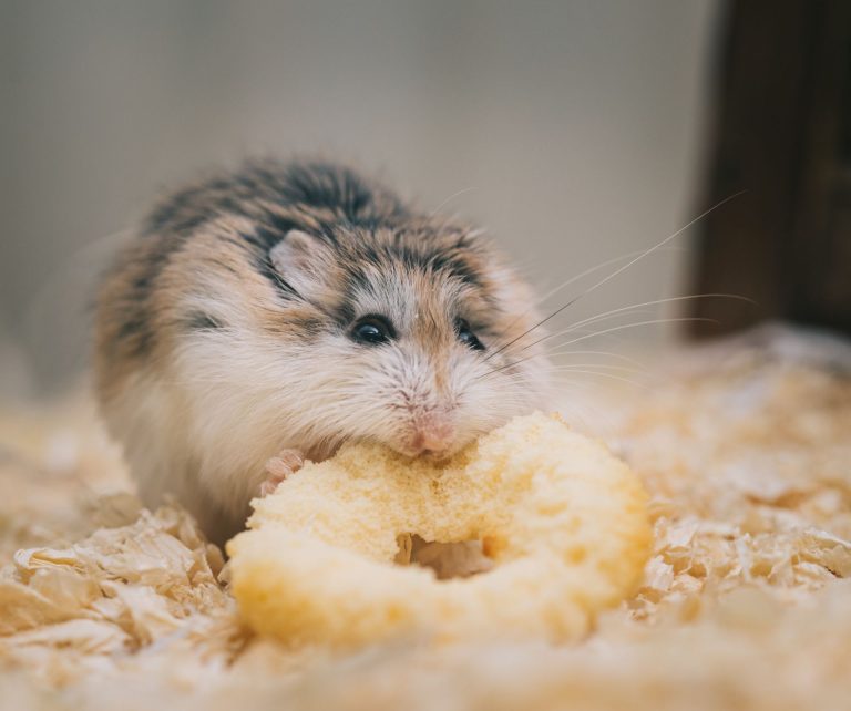 Makanan hamster