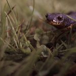 Salamander