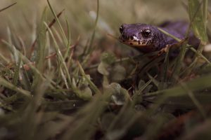 Salamander