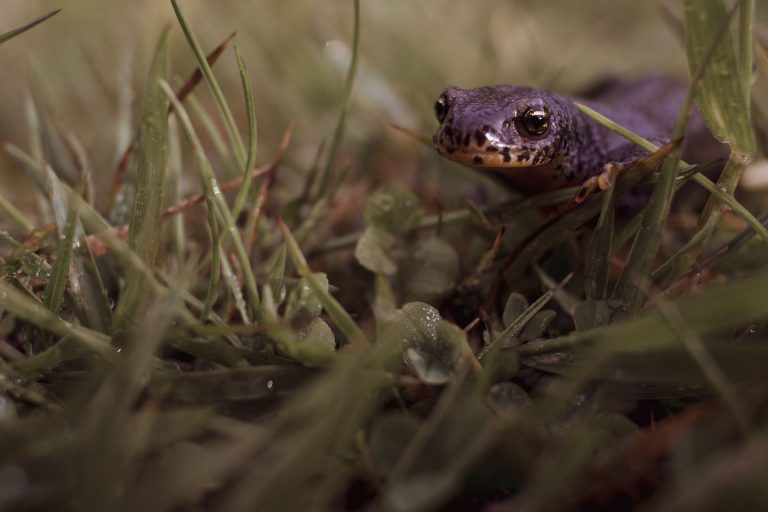 Salamander