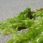 jenis rumput laut