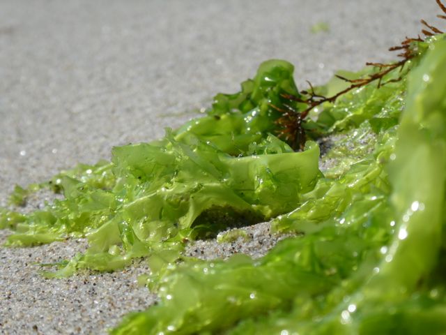 jenis rumput laut